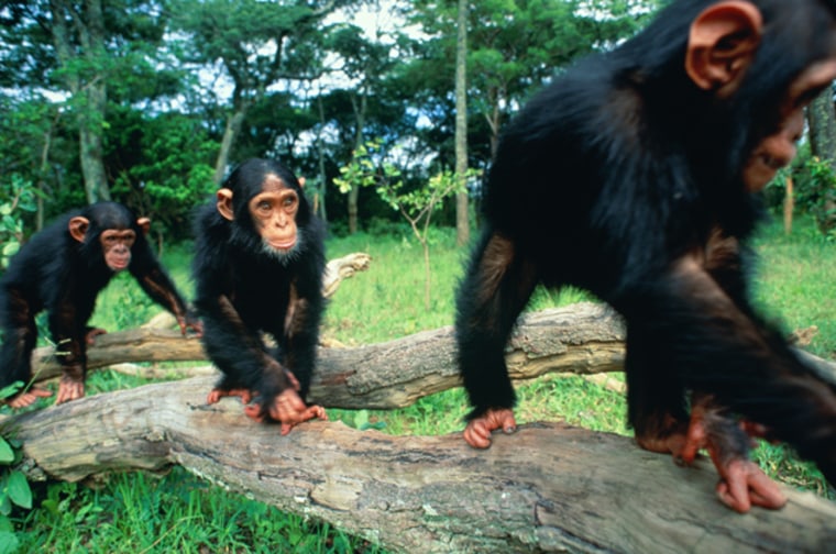 Chimpanzes are able to understand the benefits of cooperating and working together, according to a recent study by scientists at Georgia State University.
