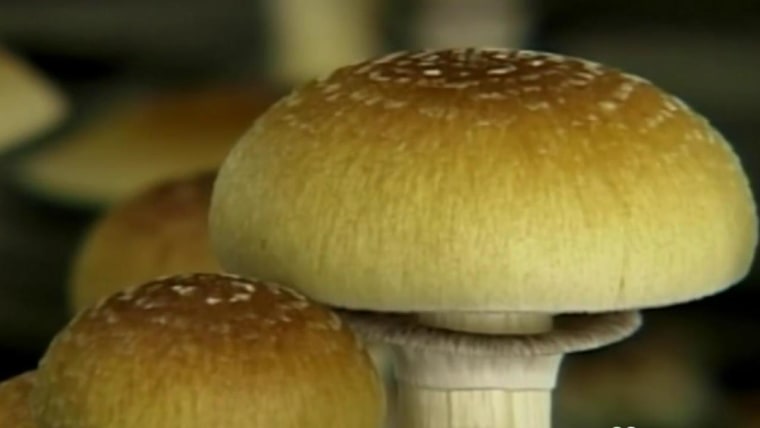 Hallucinogenic Mushrooms May Be Beneficial For Cancer Patients