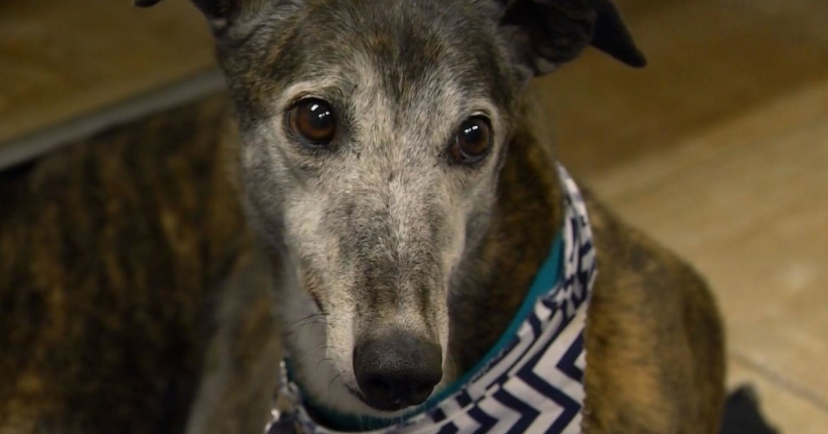 Long lost greyhound found five years later