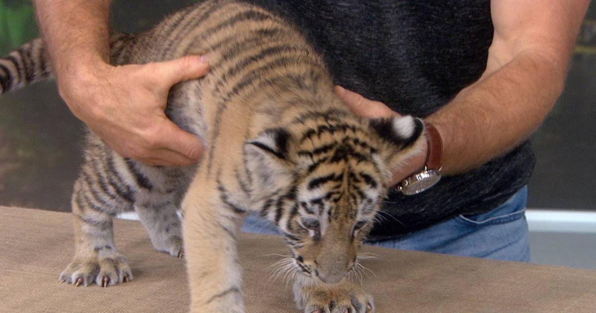 Kathie Lee and Hoda meet a baby tiger named Olive!