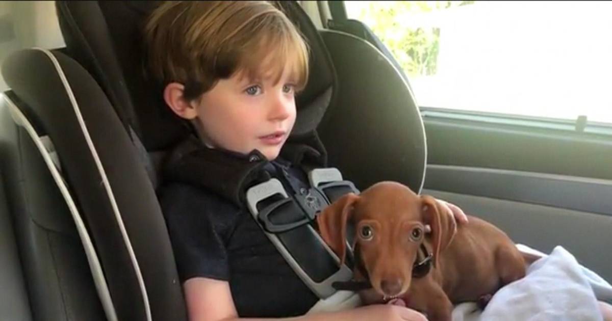 Boy has the sweetest reaction to meeting newly adopted puppy