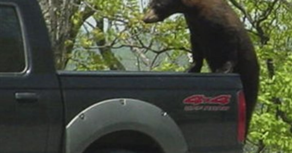People encountering more brazen bears in U.S.