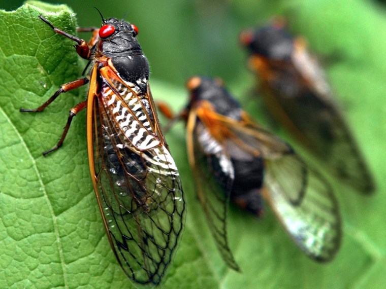 Over the past two months, billions of the Brood X cicadas inundated sections of the mid-Atlantic, portions of the south and parts of Ohio and Indiana.