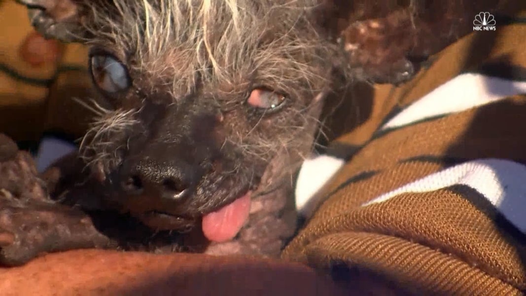 FourPound Chihuahua Crowned World’s Ugliest Dog NBC News