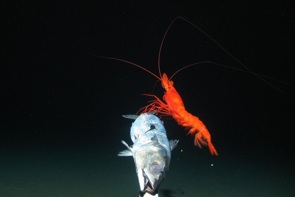 What Lies Beneath: Scientists Get First Peek at Rare Deep-Sea Life - NBC News