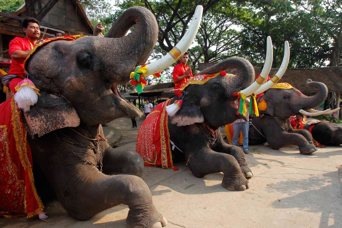 places to visit elephants in thailand