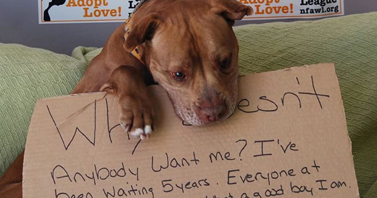 Viral photo helps shelter dog Chester get adopted after 5year wait