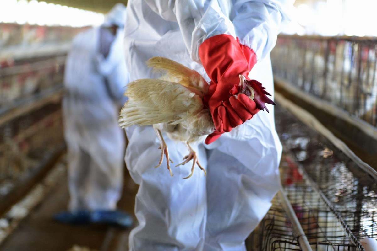 Watch Out for Bird Flu, WHO Says NBC News