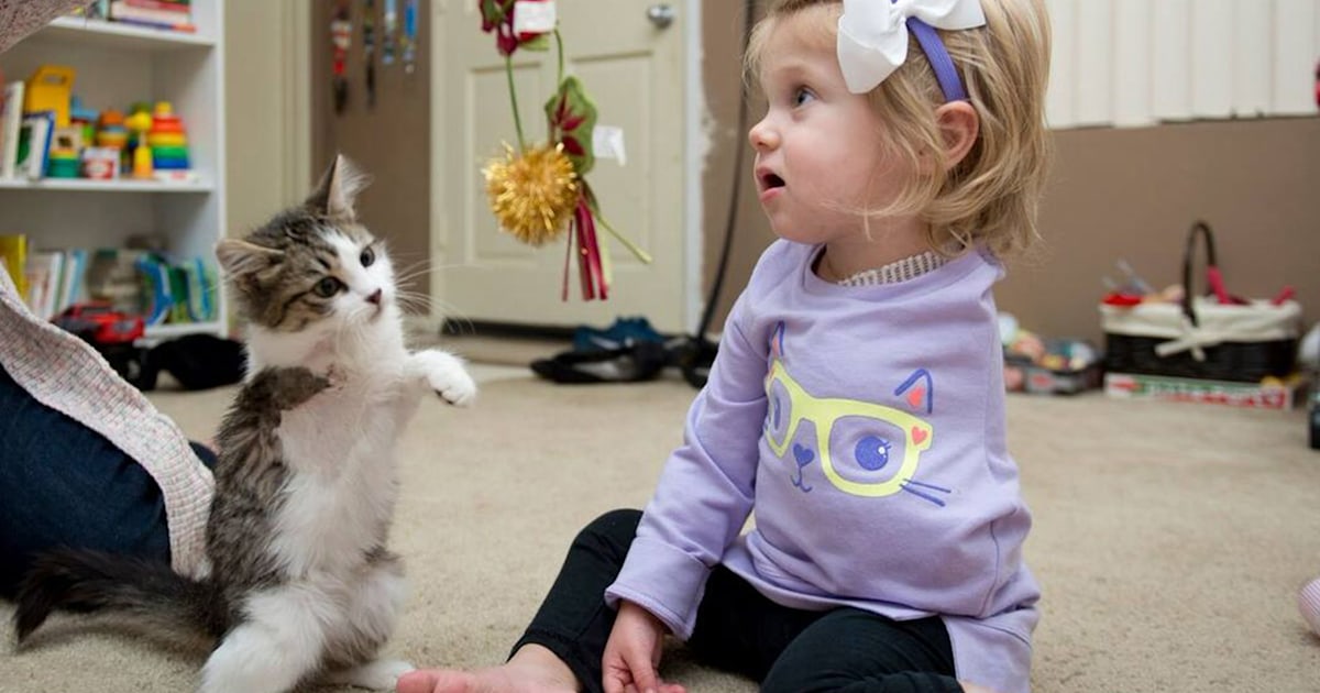Girl who lost arm to cancer adopts kitten with missing limb