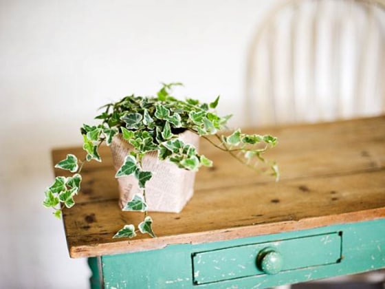 English ivy, indoor plants, houseplants, the best indoor plants