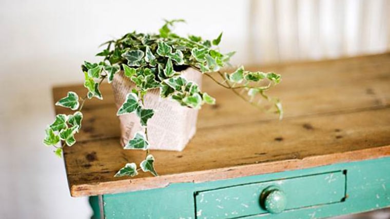 The best and easiest indoor  houseplants that won t die on you