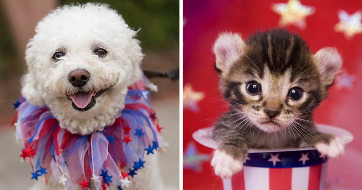 July 4th fireworks: How to protect your dog, cat or pet
