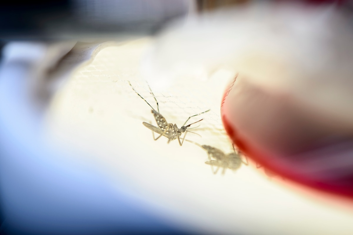 Pregnant Women Should Avoid Zika Area in Florida as Infections Rise