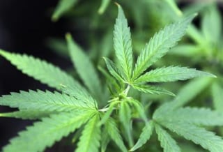 Marijuana plants are displayed for sale at Canna Pi medical marijuana dispensary in Seattle