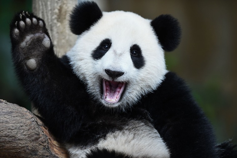 Giant Pandas Are No Longer Endangered
