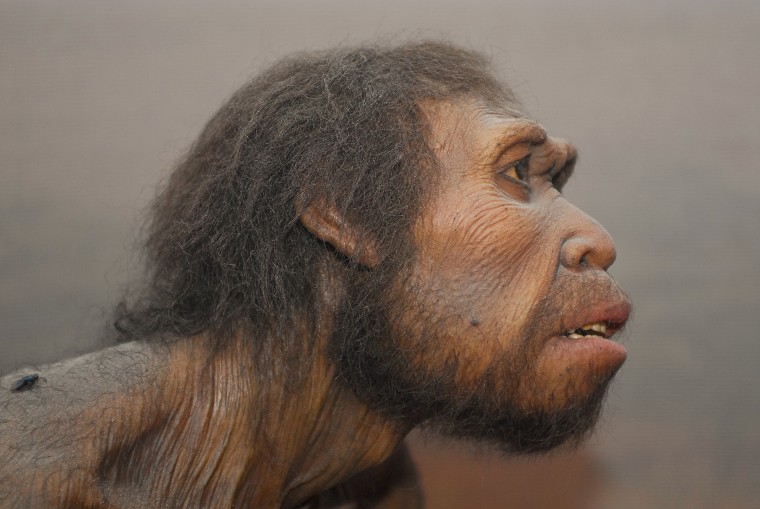Human Origins: New permanent Exhibit at the Museum of Natural History in New York, Human origins