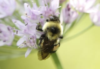 Image: This 2012 photo provided by The Xerces Society shows a rusty patched bumblebee in Minnesota.