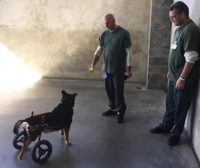 Bandit the dog helped inmates in jail — and now he's ...