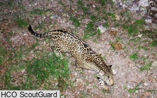 Image: Adult male jaguar photographed in southern Arizona by motion-detection wildlife monitoring cameras