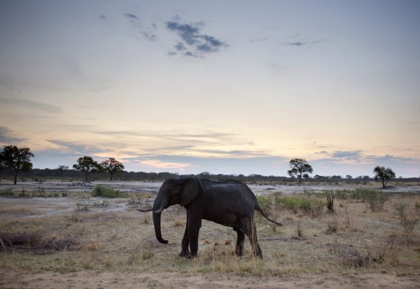 Image: An African elephant walks in Hwange National Park in Zimbabwe