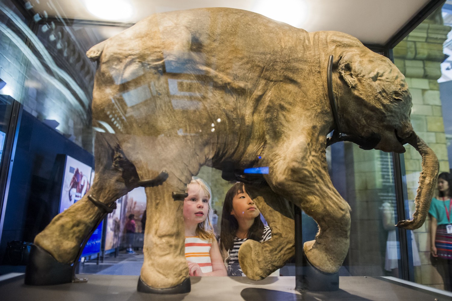 Scientists Want to Bring Back Woolly Mammoths — But Why? NBC News