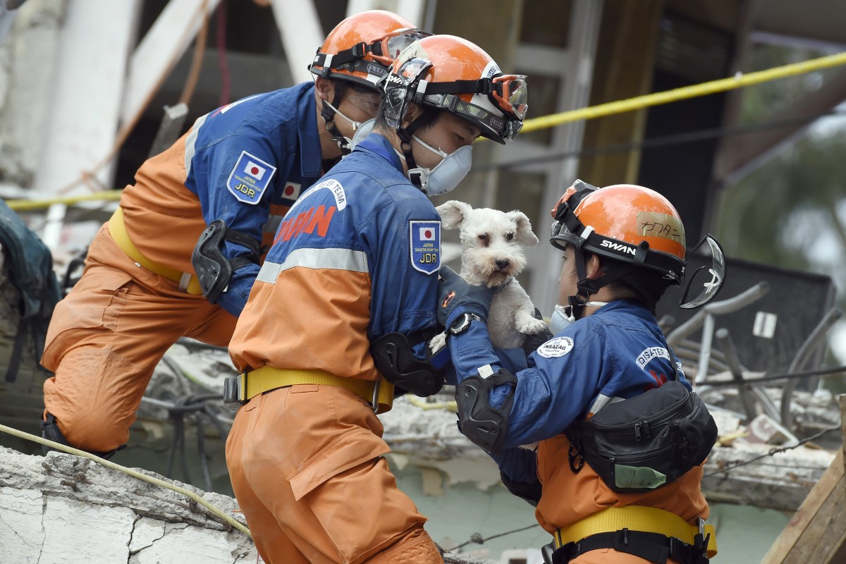 Image: A schnauzer dog who survived the quake is pulled out of the rubble