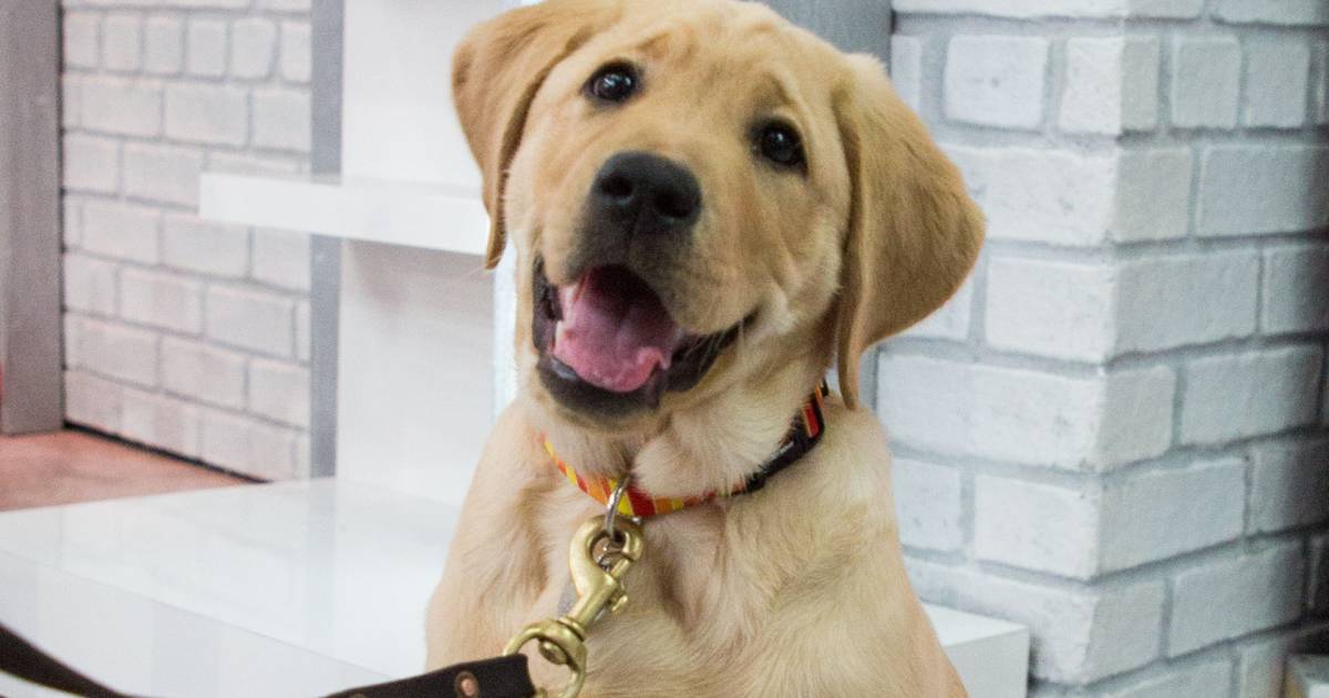 Top dog! Labrador is the most popular dog breed in the US ... again
