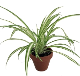 spider_plant_-_today_-_180518_aad550019f