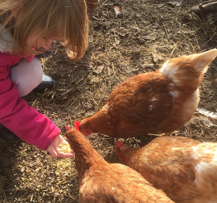 Josh Singerland's daughter, Lolly, feeding her chickens.