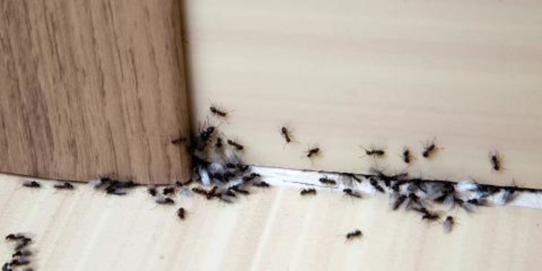 How To Get Rid Of Ants In Your House,How To Get Rid Of Ants In House Naturally