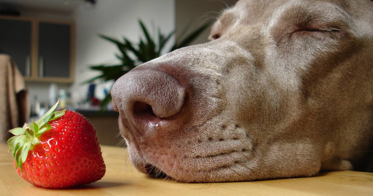 Which foods are dangerous for dogs? Experts weigh in