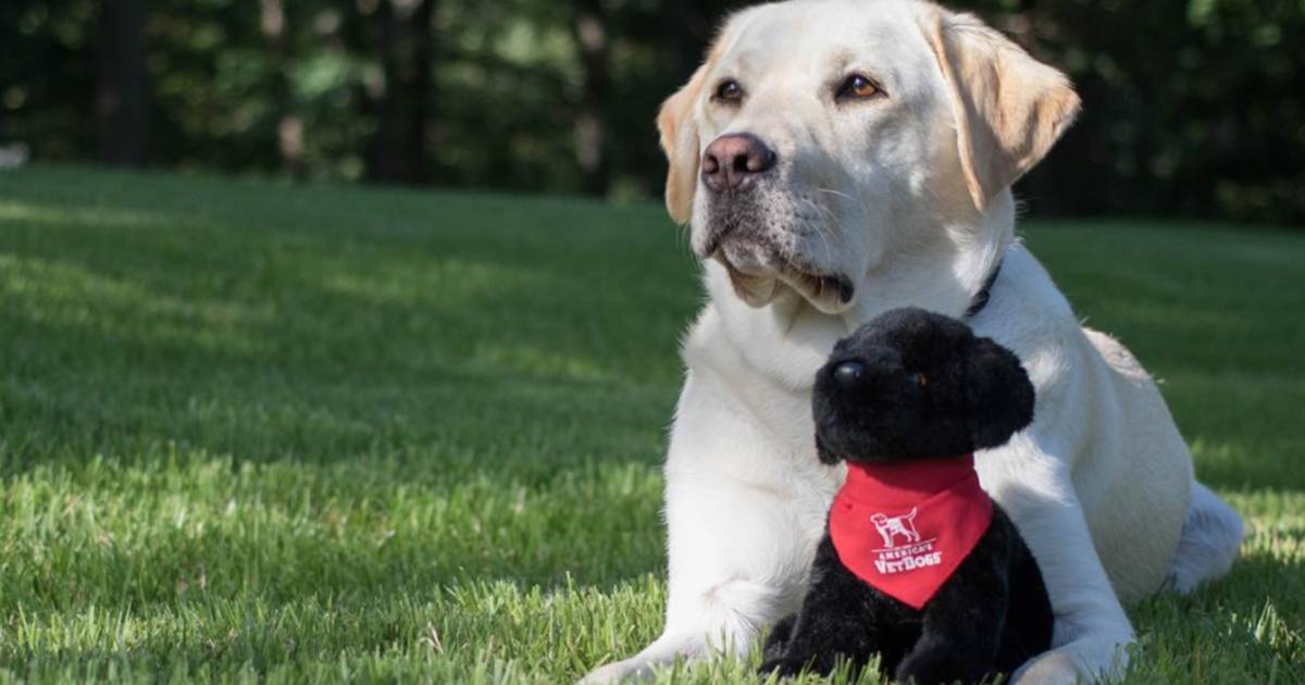 George H.W. Bush's service dog shares his life with the world in Instagram posts