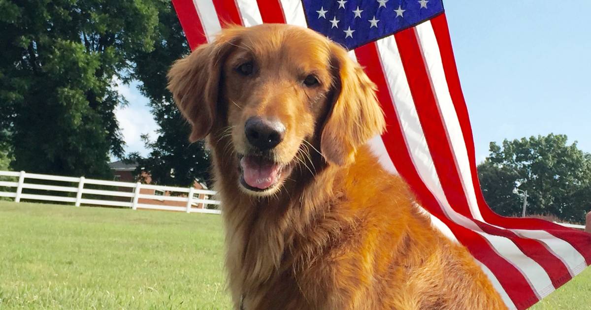 Dog who played Duke in famous Bush's Baked Beans commercials has died