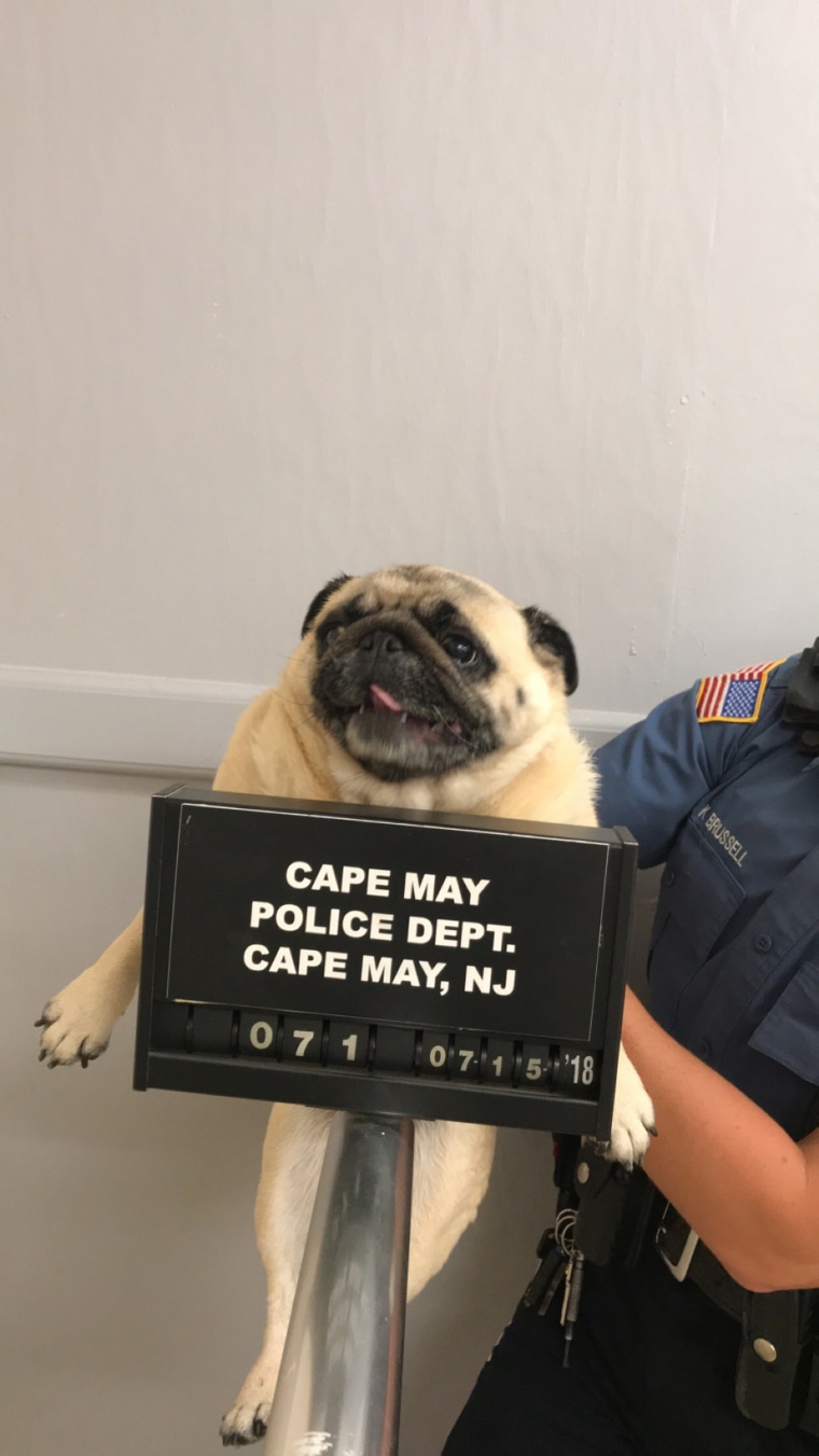 Pug Shot of runaway dog from Cape May, New Jersey, police department