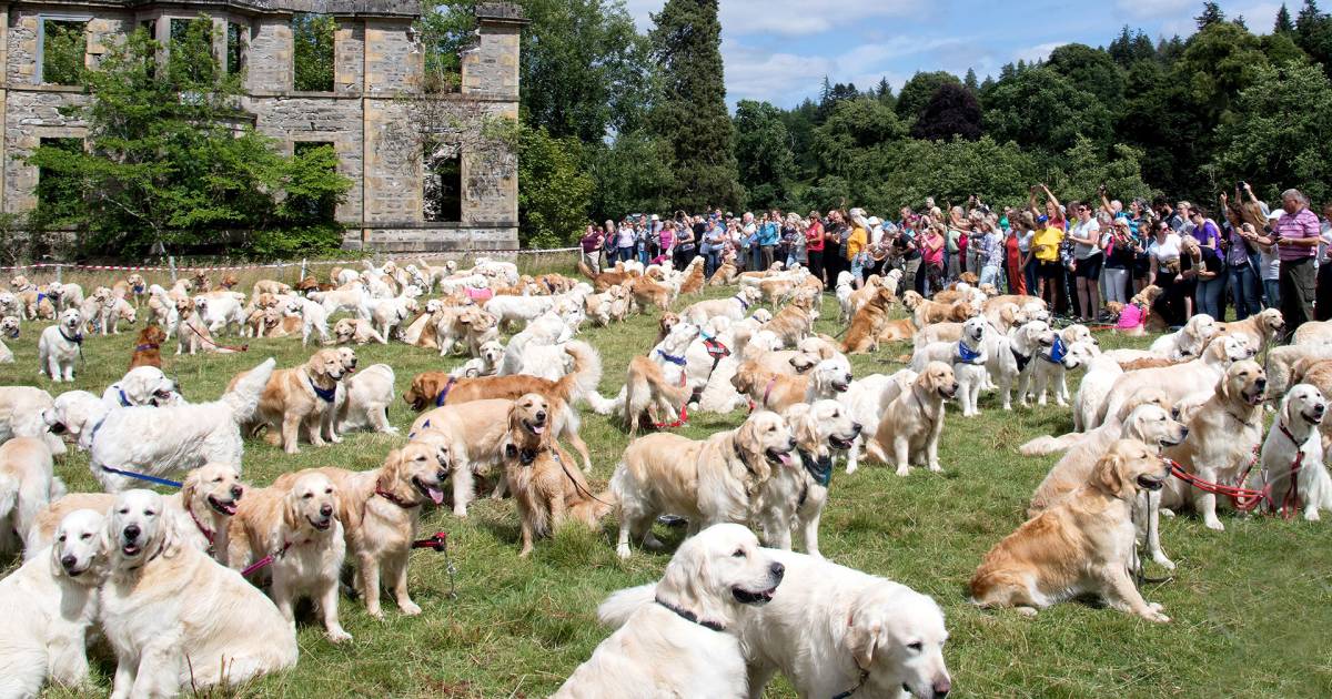Hundreds of golden retrievers met in Scotland for 150th anniversary of breed