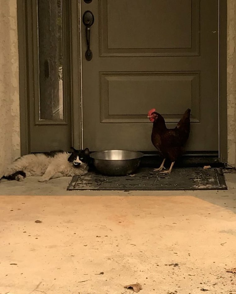Cat, chicken "huddled together" after California wildfire