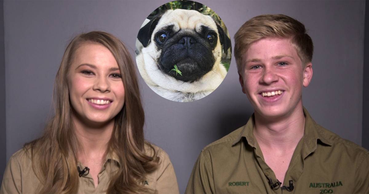 Bindi and Robert Irwin introduce their family pug, 'one of the sweetest' animals they know