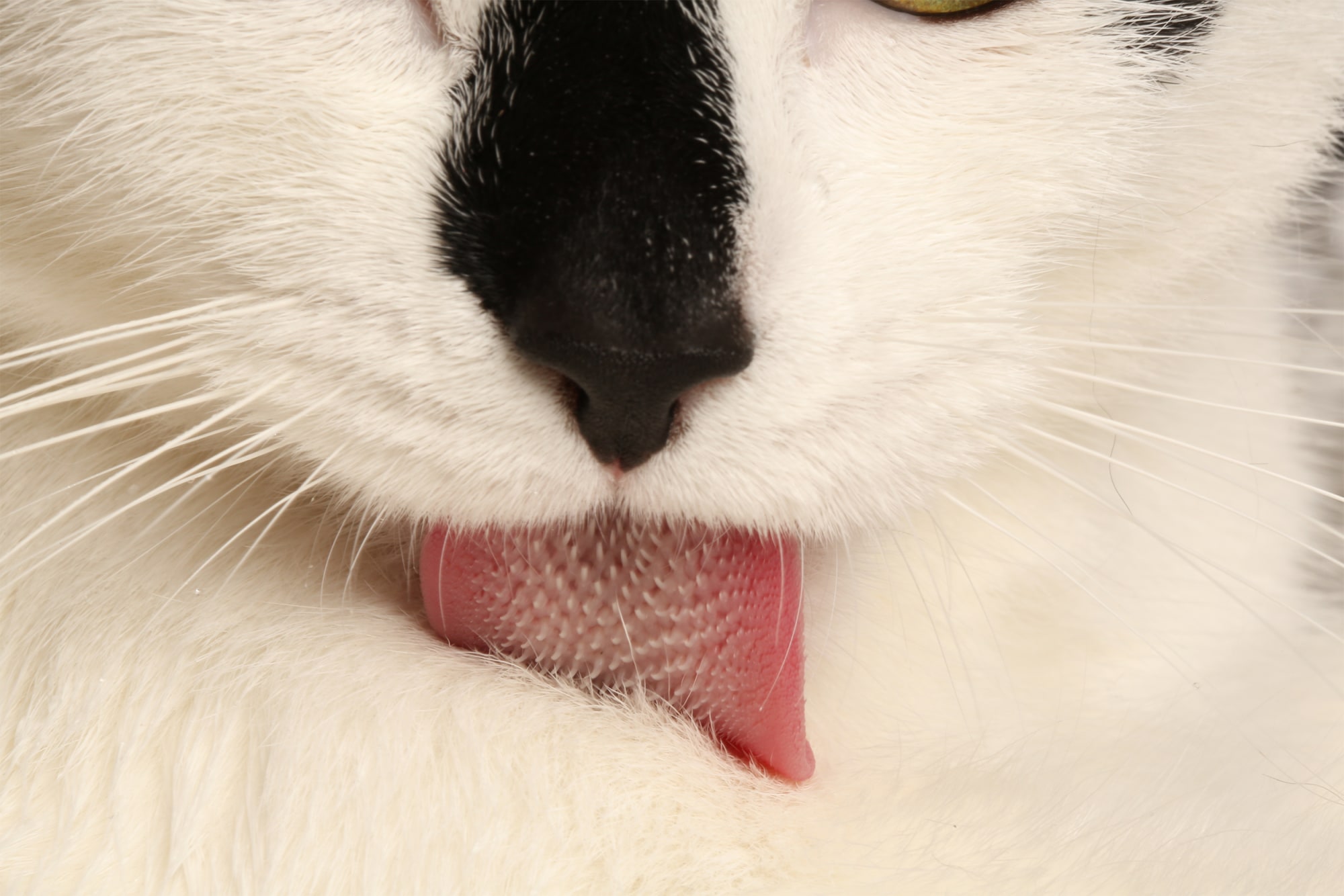The Science of a Cat’s Tongue