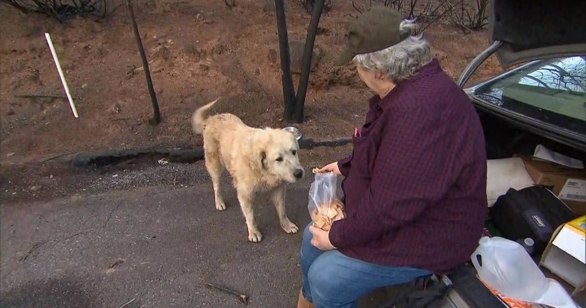 Owner has heartwarming reunion with dogs after Camp Fire destroyed her home