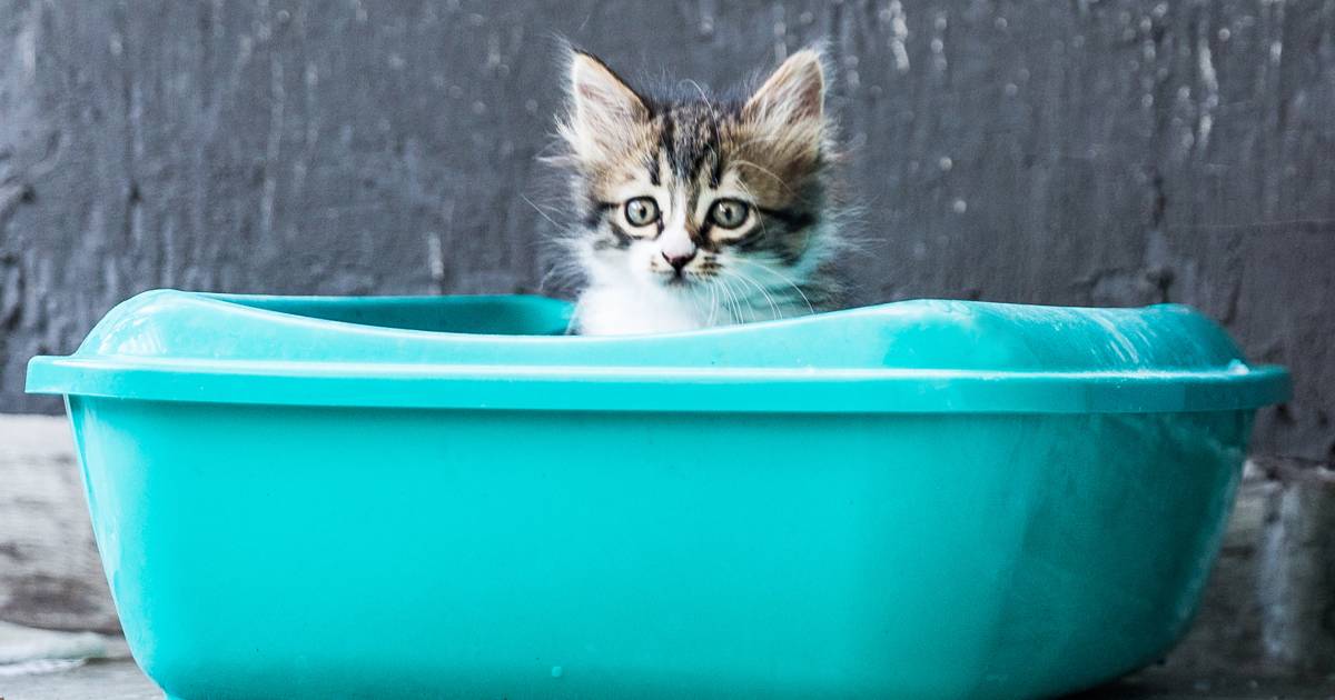These are the best cat litters, according to a vet