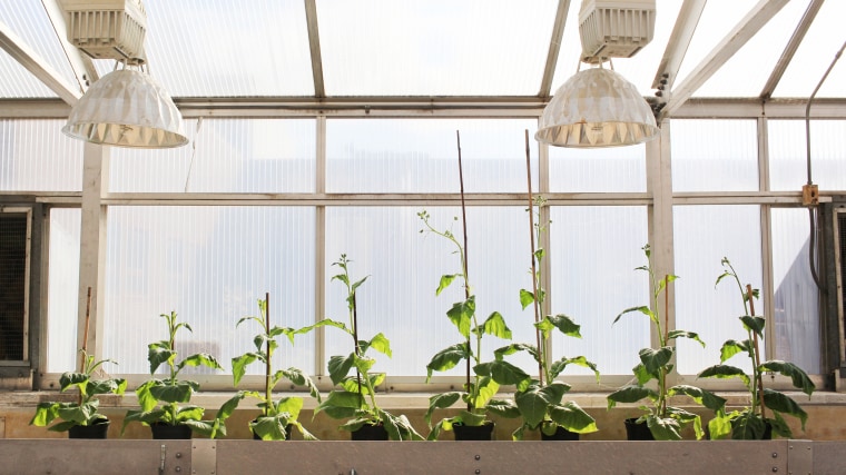 Four unmodified plants (left) grow beside four plants (right) that were genetically engineered to make the process of photosynthesis more efficient.