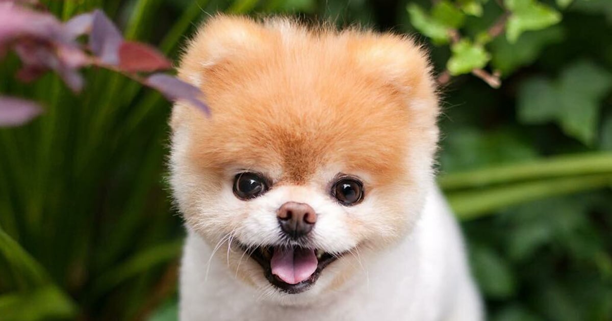 'World's cutest dog' Boo died of a broken heart, his owners say