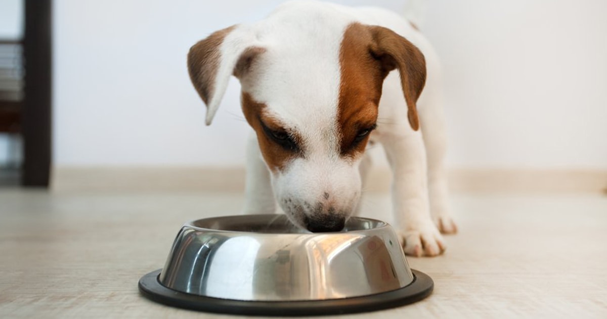 Hill's Pet Nutrition recalls canned dog food that led to deaths of beloved pets
