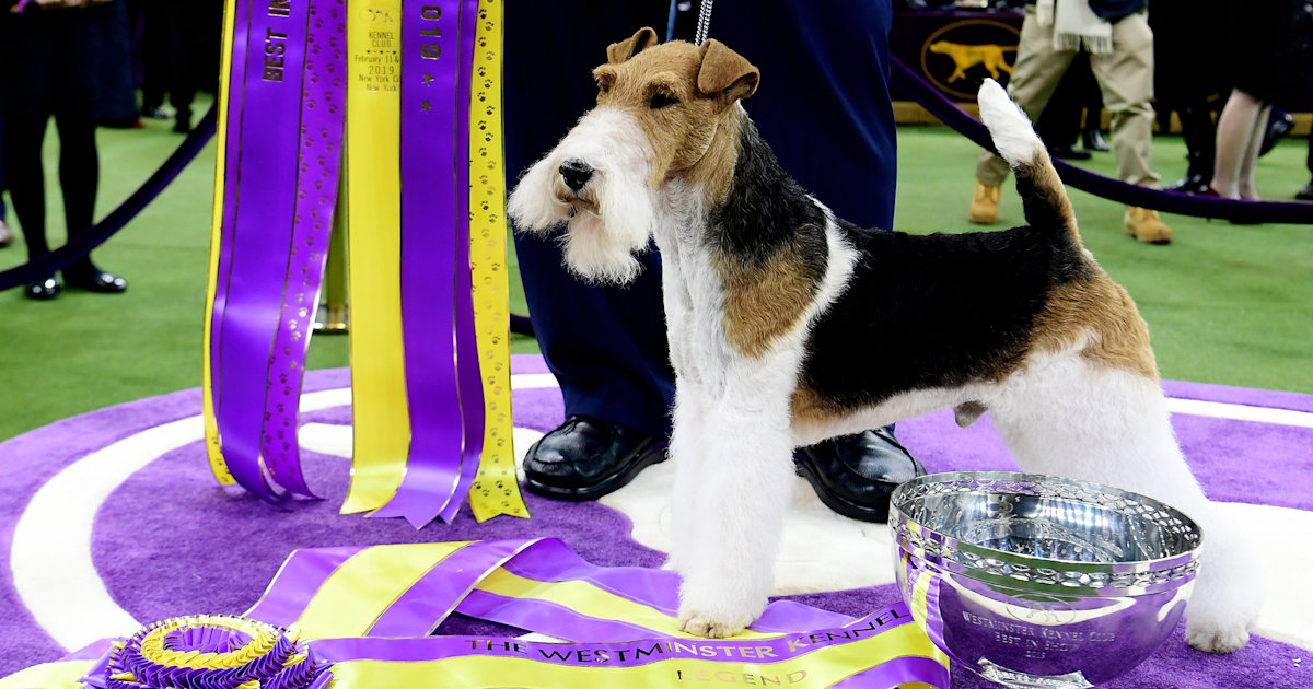 King the wire fox terrier is top dog at Westminster show