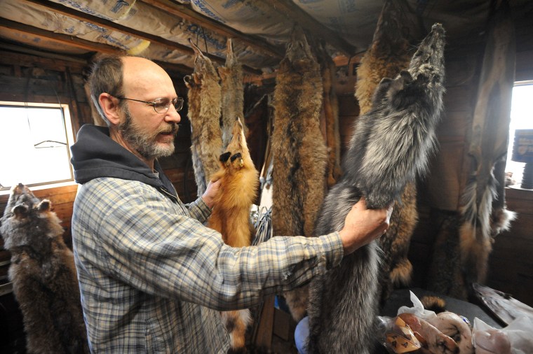 Image: Coyote fur