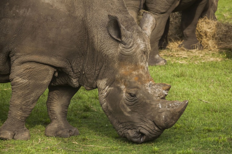 Rhino Seriously Injures Zookeeper At Jacksonville Zoo
