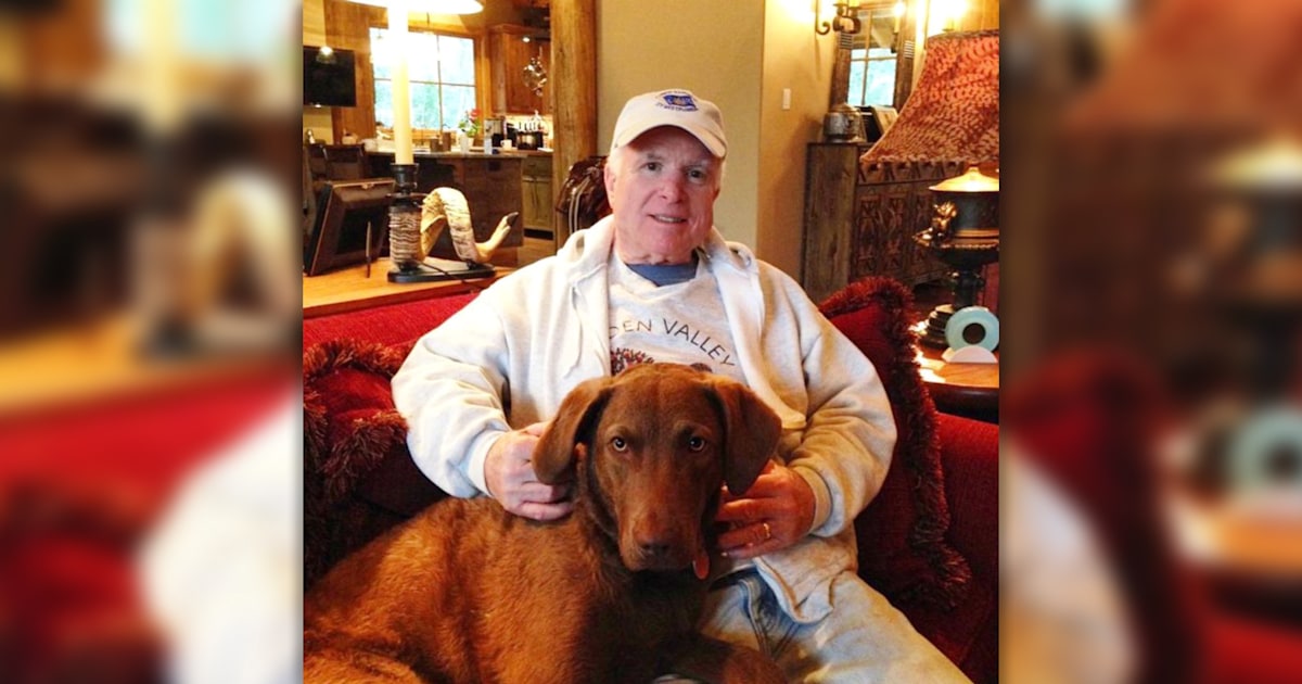 John McCain's dog dies in 'tragic accident'