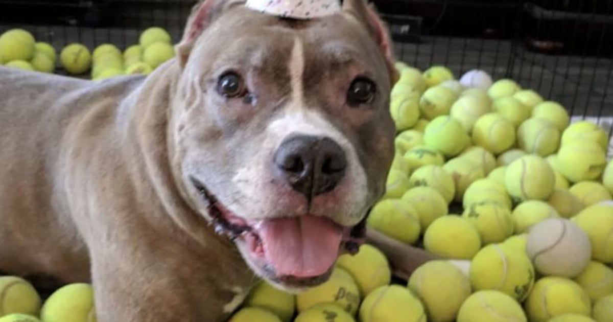 Pit bull rescue marks birthday with 500 tennis balls in touching tradition