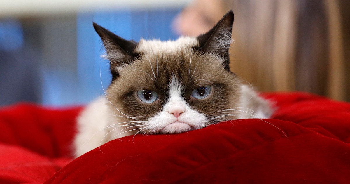 Viral sensation Grumpy Cat has died at 7