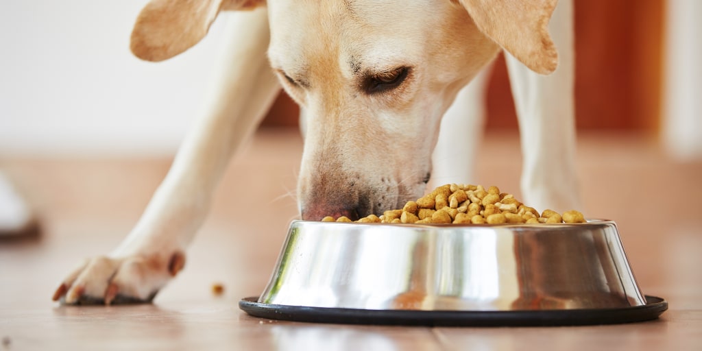 dry dog food causing heart problems